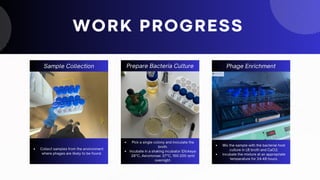 Sample Preparation
Lorem ipsum dolor sit amet, consectetur
adipiscing elit. Duis vulputate nulla at ante
rhoncus, vel efficitur felis condimentum. Proin
odio odio.
Prepare Overnight Culture
Lorem ipsum dolor sit amet, consectetur
adipiscing elit. Duis vulputate nulla at ante
rhoncus, vel efficitur felis condimentum. Proin
odio odio.
WORK PROGRESS
Phage Enrichment
Lorem ipsum dolor sit amet, consectetur
adipiscing elit. Duis vulputate nulla at ante
rhoncus, vel efficitur felis condimentum. Proin
odio odio.
Sample Collection
Collect samples from the environment
where phages are likely to be found.
Prepare Bacteria Culture
Pick a single colony and inoculate the
broth.
Incubate in a shaking incubator (Dickeya:
28°C, Aeromonas: 37°C, 150-200 rpm)
overnight.
Phage Enrichment
Mix the sample with the bacterial host
culture in LB broth and CaCl2.
Incubate the mixture at an appropriate
temperature for 24-48 hours.
 