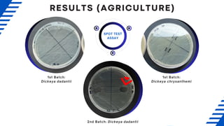 SPOT TEST
ASSAY
1st Batch:
Dickeya chrysanthemi
1st Batch:
Dickeya dadantii
2nd Batch: Dickeya dadantii
RESULTS (AGRICULTURE)
 