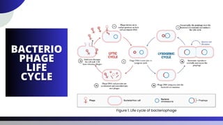 Figure 1. Life cycle of bacteriophage
 