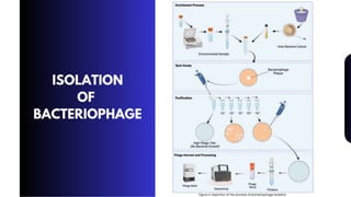 ISOLATION
OF
BACTERIOPHAGE
Figure 4. Depiction of the process of bacteriophage isolation
 