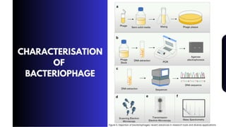 CHARACTERISATION
OF
BACTERIOPHAGE
Figure 5. Depiction of bacteriophages: recent advances in research tools and diverse applications
 