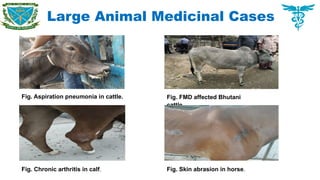 Large Animal Medicinal Cases
Fig. Aspiration pneumonia in cattle. Fig. FMD affected Bhutani
cattle.
Fig. Chronic arthritis in calf. Fig. Skin abrasion in horse.
 