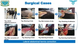 Surgical Cases
Lateral abdominal hernia correction
Fig. Lateral
abdominal hernia in
calf.
Fig. Shaving of site Fig. Skin incision of site Fig. Checking of adhesion
Fig. Suturing of peritoneum
Fig. Suturing of muscle
Fig. Suturing of skin
Fig. After correction of
hernia
 