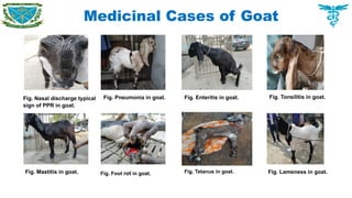 Medicinal Cases of Goat
Fig. Nasal discharge typical
sign of PPR in goat.
Fig. Pneumonia in goat. Fig. Enteritis in goat. Fig. Tonsilitis in goat.
Fig. Mastitis in goat. Fig. Foot rot in goat. Fig. Tetanus in goat. Fig. Lameness in goat.
 