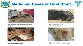 Medicinal Cases of Goat (Cont.)
Fig. Infection after amputation of horn
in goat.
Fig. Dog biting in goat.
Fig. Urolithiasis in goat. Fig. Nonspecific dermatitis in goat.
 