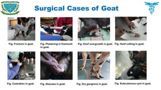 Surgical Cases of Goat
Fig. Fracture in goat. Fig. Plastering in fractured
in goat.
Fig. Hoof overgrowth in goat. Fig. Hoof cutting in goat.
Fig. Castration in goat. Fig. Abscess in goat. Fig. Dry gangrene in goat. Fig. Subcutenous cyst in goat.
 