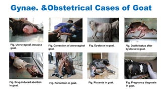 Gynae. &Obstetrical Cases of Goat
Fig. Uterovaginal prolapse
goat.
Fig. Correction of uterovaginal
goat.
Fig. Dystocia in goat.
Fig. Pregnancy diagnosis
in goat.
Fig. Drug induced abortion
in goat.
Fig. Parturation in goat.
Fig. Parturition in goat. Fig. Placenta in goat.
Fig. Death foetus after
dystocia in goat.
 