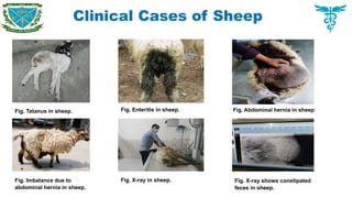 Clinical Cases of Sheep
Fig. Tetanus in sheep. Fig. Enteritis in sheep. Fig. Abdominal hernia in sheep
Fig. Imbalance due to
abdominal hernia in sheep.
Fig. X-ray in sheep. Fig. X-ray shows constipated
feces in sheep.
 