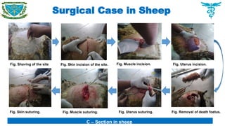 Surgical Case in Sheep
Fig. Shaving of the site Fig. Skin incision of the site. Fig. Muscle incision. Fig. Uterus incision.
Fig. Removal of death foetus.
Fig. Uterus suturing.
Fig. Muscle suturing.
Fig. Skin suturing.
C – Section in sheep
 