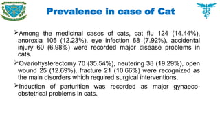 Among the medicinal cases of cats, cat flu 124 (14.44%),
anorexia 105 (12.23%), eye infection 68 (7.92%), accidental
injury 60 (6.98%) were recorded major disease problems in
cats.
Ovariohysterectomy 70 (35.54%), neutering 38 (19.29%), open
wound 25 (12.69%), fracture 21 (10.66%) were recognized as
the main disorders which required surgical interventions.
Induction of parturition was recorded as major gynaeco-
obstetrical problems in cats.
Prevalence in case of Cat
 