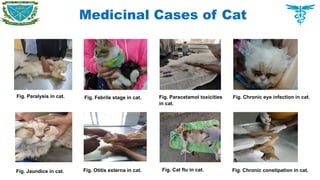 Medicinal Cases of Cat
Fig. Paralysis in cat. Fig. Febrile stage in cat. Fig. Paracetamol toxicities
in cat.
Fig. Chronic eye infection in cat.
Fig. Jaundice in cat. Fig. Otitis externa in cat. Fig. Cat flu in cat. Fig. Chronic constipation in cat.
 