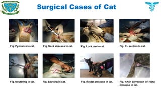 Surgical Cases of Cat
Fig. Pyometra in cat. Fig. Neck abscess in cat. Fig. Lock jaw in cat. Fig. C - section in cat.
Fig. Neutering in cat. Fig. Spaying in cat. Fig. Rectal prolapse in cat. Fig. After correction of rectal
prolapse in cat.
 