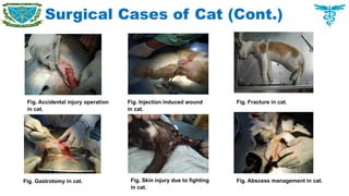 Surgical Cases of Cat (Cont.)
Fig. Accidental injury operation
in cat.
Fig. Injection induced wound
in cat.
Fig. Fracture in cat.
Fig. Gastrotomy in cat. Fig. Skin injury due to fighting
in cat.
Fig. Abscess management in cat.
 