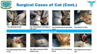Surgical Cases of Cat (Cont.)
Fig. Shaving of site Fig. Placement of forceps in
the cord
Fig. Anchoring of spermatic
cord
Fig. Suture in skin
Neutering in cat.
Fig. Searching of fish hook
in cat.
Fig. After removal of fish
hook in cat.
Fig. Checking of UT patency
in cat.
Fig. Removal of urine in
cat.
 
