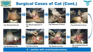 Surgical Cases of Cat (Cont.)
Fig. Shaving of the site Fig. Muscle separation in
site
Fig. Placement of uterus Fig. Anchoring of uterus
Fig. Crushing of the site
of uterus
Fig. Muscle suturing
Fig. Skin suturing
Fig. Bandaging of the
site
C – section with ovariohysterectomy
 