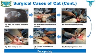 Surgical Cases of Cat (Cont.)
Fig. X ray film showing fracture of
femur
Fig. Muscle retraction by muscle
retractor
Fig. Bone drill for bone drilling
Fig. Positioning of bone plate
Fig. Fixing of screw by screw
driver
Fig. Bone waring by wire
Bone plating
 