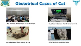 Obstetrical Cases of Cat
Fig. Diagnosis of pregnancy in cat by ultrasound. Fig. Ultrasound screen show foetus movement.
Fig. Diagnosis of death fetus by x - ray. Fig. X ray monitor show death fetus.
 