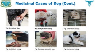 Medicinal Cases of Dog (Cont.)
Fig. Orchitis in dog. Fig. Dehydration in dog. Fig. Enteritis in puppy.
Fig. Urolithiasis in dog. Fig. Complete cataract in pug. Fig. Heat stroke in dog.
 