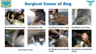 Surgical Cases of Dog
Fig. Accidental injury in dog. Fig. Abscess in dog. Fig. Myiasis on neck in dog. Fig. Myiasis in ear in dog.
Fig. Fracture in dog. Fig. Benign tumour operation
on dog.
Fig. Infection in amputed tail
of dog.
 