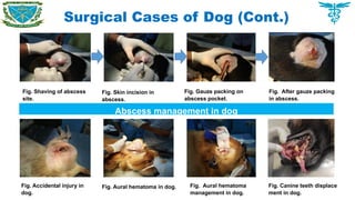 Surgical Cases of Dog (Cont.)
Fig. Shaving of abscess
site.
Fig. Skin incision in
abscess.
Fig. Gauze packing on
abscess pocket.
Fig. After gauze packing
in abscess.
Abscess management in dog
Fig. Accidental injury in
dog.
Fig. Aural hematoma in dog. Fig. Aural hematoma
management in dog.
Fig. Canine teeth displace
ment in dog.
 