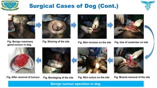 Surgical Cases of Dog (Cont.)
Fig. Benign mammary
gland tumour in dog.
Fig. Shaving of the site Fig. Skin incision on the site Fig. Use of cauterizer on site
Fig. Muscle removal of the site
Fig. Skin suture on the site.
Fig. Bandaging of the site
Fig. After removal of tumour.
Benign tumour operation in dog
 