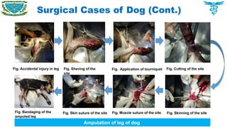 Surgical Cases of Dog (Cont.)
Fig. Accidental injury in leg Fig. Shaving of the
site
Fig. Application of tourniquet Fig. Cutting of the site
Fig. Skinning of the site
Fig. Muscle suture of the site
Fig. Skin suture of the site
Fig. Bandaging of the
amputed leg
Amputation of leg of dog
 