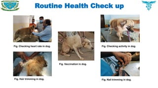 Routine Health Check up
Fig. Checking heart rate in dog. Fig. Checking activity in dog.
Fig. Hair trimming in dog. Fig. Nail trimming in dog.
Fig. Vaccination in dog.
 
