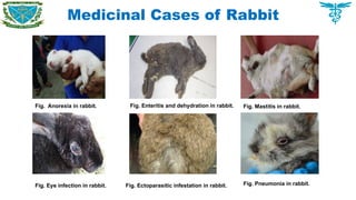 Medicinal Cases of Rabbit
Fig. Anorexia in rabbit. Fig. Enteritis and dehydration in rabbit.
Fig. Eye infection in rabbit. Fig. Ectoparasitic infestation in rabbit.
Fig. Mastitis in rabbit.
Fig. Pneumonia in rabbit.
 