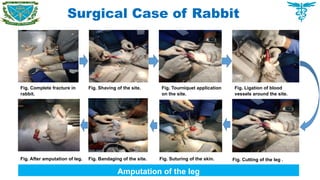Surgical Case of Rabbit
Fig. Complete fracture in
rabbit.
Fig. Shaving of the site. Fig. Tourniquet application
on the site.
Fig. Ligation of blood
vessels around the site.
Fig. Cutting of the leg .
Fig. Suturing of the skin.
Fig. Bandaging of the site.
Fig. After amputation of leg.
Amputation of the leg
 