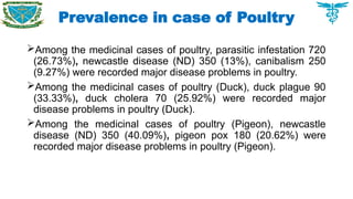 Prevalence in case of Poultry
Among the medicinal cases of poultry, parasitic infestation 720
(26.73%), newcastle disease (ND) 350 (13%), canibalism 250
(9.27%) were recorded major disease problems in poultry.
Among the medicinal cases of poultry (Duck), duck plague 90
(33.33%), duck cholera 70 (25.92%) were recorded major
disease problems in poultry (Duck).
Among the medicinal cases of poultry (Pigeon), newcastle
disease (ND) 350 (40.09%), pigeon pox 180 (20.62%) were
recorded major disease problems in poultry (Pigeon).
 