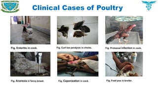 Clinical Cases of Poultry
Fig. Enteritis in cock. Fig. Protozoal infection in cock.
Fig. Fowl pox in broiler.
Fig. Anorexia in fancy breed.
Fig. Curl toe paralysis in chicks.
Fig. Caponization in cock.
 