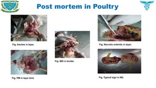 Post mortem in Poultry
Fig. Ascites in layer. Fig. Necrotic enteritis in layer.
Fig. IBD in broiler.
Fig. PM in layer bird. Fig. Typical sign in ND.
 
