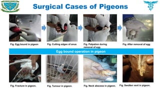 Surgical Cases of Pigeons
Fig. Swollen vent in pigeon.
Fig. Egg bound in pigeon Fig. Cutting edges of anus Fig. Palpation during
removal of egg
Fig. After removal of egg
Egg bound operation in pigeon
Fig. Fracture in pigeon. Fig. Tumour in pigeon. Fig. Neck abscess in pigeon.
 
