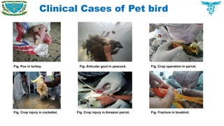 Clinical Cases of Pet bird
Fig. Pox in turkey. Fig. Articular gout in peacock. Fig. Crop operation in parrot.
Fig. Crop injury in cockatiel. Fig. Crop injury in Amazon parrot. Fig. Fracture in lovebird.
 