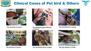 Clinical Cases of Pet bird & Others
Fig. Anorexia in moyna. Fig. Epipygeal gland abscess
in moyna.
Fig. Oral fibrosis in moyna.
Fig. Anorexia in parrot. Fig. Accidental injury in eagle. Fig. Eye infection in turtle.
 