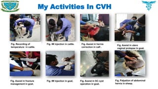 My Activities In CVH
Fig. Recording of
temperature in cattle.
Fig. IM injection in cattle. Fig. Assist in hernia
correction in calf .
Fig. Assist in utero
vaginal prolapse in goat.
Fig. Assist in fracture
management in goat.
Fig. IM injection in goat. Fig. Assist in SC cyst
operation in goat.
Fig. Palpation of abdominal
hernia in sheep.
 