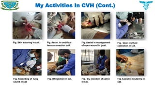 My Activities In CVH (Cont.)
Fig. Skin suturing in calf. Fig. Assist in umbilical
hernia correction calf.
Fig. Assist in management
of open wound in goat .
Fig. Open method
castration in kid.
Fig. Recording of lung
sound in cat.
Fig. IM injection in cat. Fig. SC injection of saline
in cat.
Fig. Assist in neutaring in
cat.
 