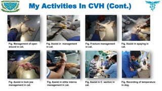 My Activities In CVH (Cont.)
Fig. Assist in C section in
cat.
Fig. Management of open
wound in cat.
Fig. Assist in management
in cat.
Fig. Fracture management
in cat.
Fig. Assist in spaying in
cat.
Fig. Assist in lock jaw
management in cat.
Fig. Assist in otitis interna
management in cat.
Fig. Recording of temperature
in dog.
 