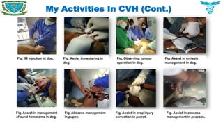 My Activities In CVH (Cont.)
Fig. IM injection in dog. Fig. Assist in neutaring in
dog.
Fig. Observing tumour
operation in dog.
Fig. Assist in myiasis
management in dog.
Fig. Assist in management
of aural hematoma in dog.
Fig. Abscess management
in puppy.
Fig. Assist in crop injury
correction in parrot.
Fig. Assist in abscess
management in peacock.
 