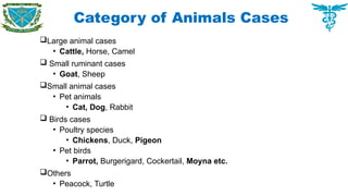Category of Animals Cases
Large animal cases
• Cattle, Horse, Camel
 Small ruminant cases
• Goat, Sheep
Small animal cases
• Pet animals
• Cat, Dog, Rabbit
 Birds cases
• Poultry species
• Chickens, Duck, Pigeon
• Pet birds
• Parrot, Burgerigard, Cockertail, Moyna etc.
Others
• Peacock, Turtle
 