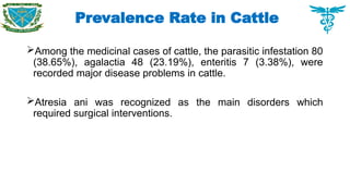 Prevalence Rate in Cattle
Among the medicinal cases of cattle, the parasitic infestation 80
(38.65%), agalactia 48 (23.19%), enteritis 7 (3.38%), were
recorded major disease problems in cattle.
Atresia ani was recognized as the main disorders which
required surgical interventions.
 