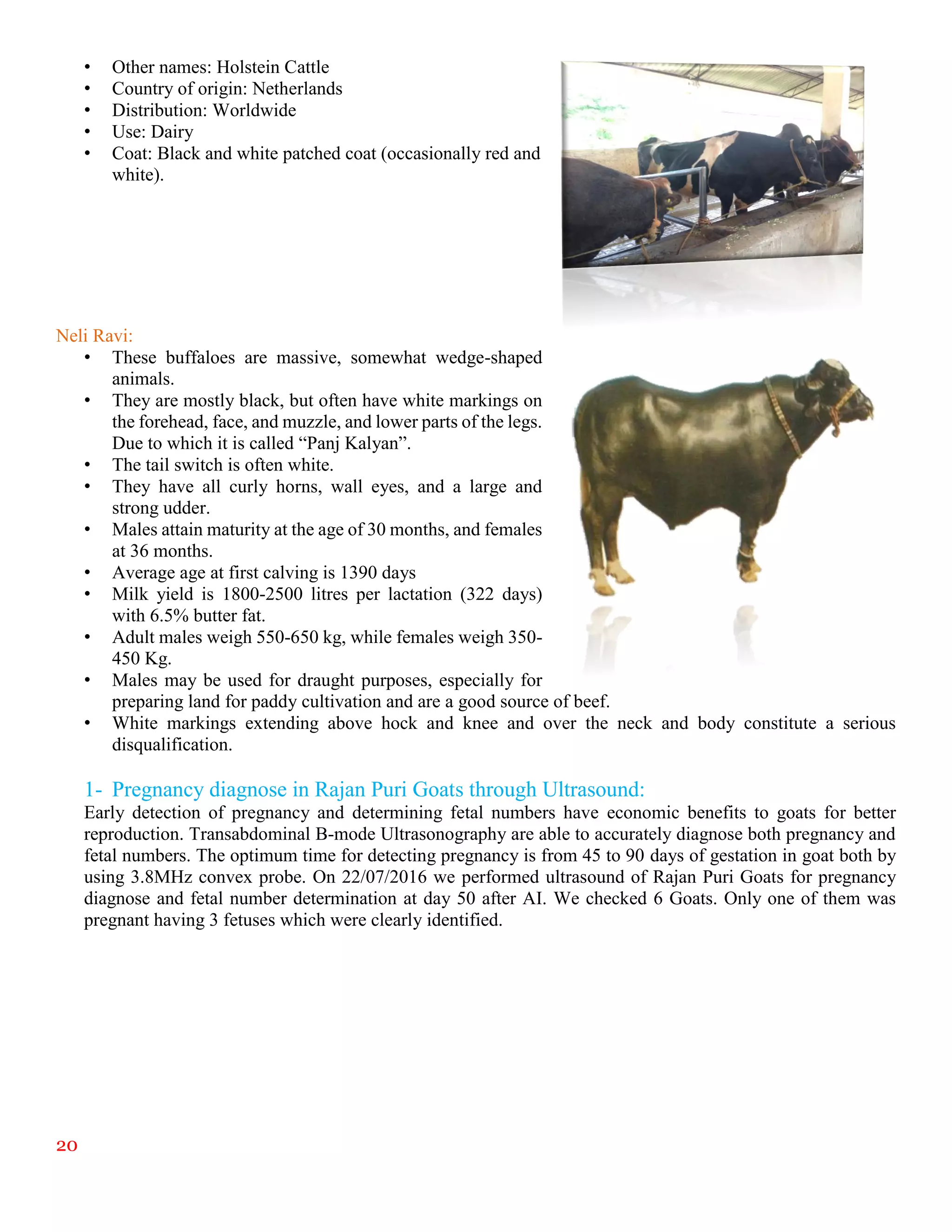 20
• Other names: Holstein Cattle
• Country of origin: Netherlands
• Distribution: Worldwide
• Use: Dairy
• Coat: Black and white patched coat (occasionally red and
white).
Neli Ravi:
• These buffaloes are massive, somewhat wedge-shaped
animals.
• They are mostly black, but often have white markings on
the forehead, face, and muzzle, and lower parts of the legs.
Due to which it is called “Panj Kalyan”.
• The tail switch is often white.
• They have all curly horns, wall eyes, and a large and
strong udder.
• Males attain maturity at the age of 30 months, and females
at 36 months.
• Average age at first calving is 1390 days
• Milk yield is 1800-2500 litres per lactation (322 days)
with 6.5% butter fat.
• Adult males weigh 550-650 kg, while females weigh 350-
450 Kg.
• Males may be used for draught purposes, especially for
preparing land for paddy cultivation and are a good source of beef.
• White markings extending above hock and knee and over the neck and body constitute a serious
disqualification.
1- Pregnancy diagnose in Rajan Puri Goats through Ultrasound:
Early detection of pregnancy and determining fetal numbers have economic benefits to goats for better
reproduction. Transabdominal B-mode Ultrasonography are able to accurately diagnose both pregnancy and
fetal numbers. The optimum time for detecting pregnancy is from 45 to 90 days of gestation in goat both by
using 3.8MHz convex probe. On 22/07/2016 we performed ultrasound of Rajan Puri Goats for pregnancy
diagnose and fetal number determination at day 50 after AI. We checked 6 Goats. Only one of them was
pregnant having 3 fetuses which were clearly identified.
 