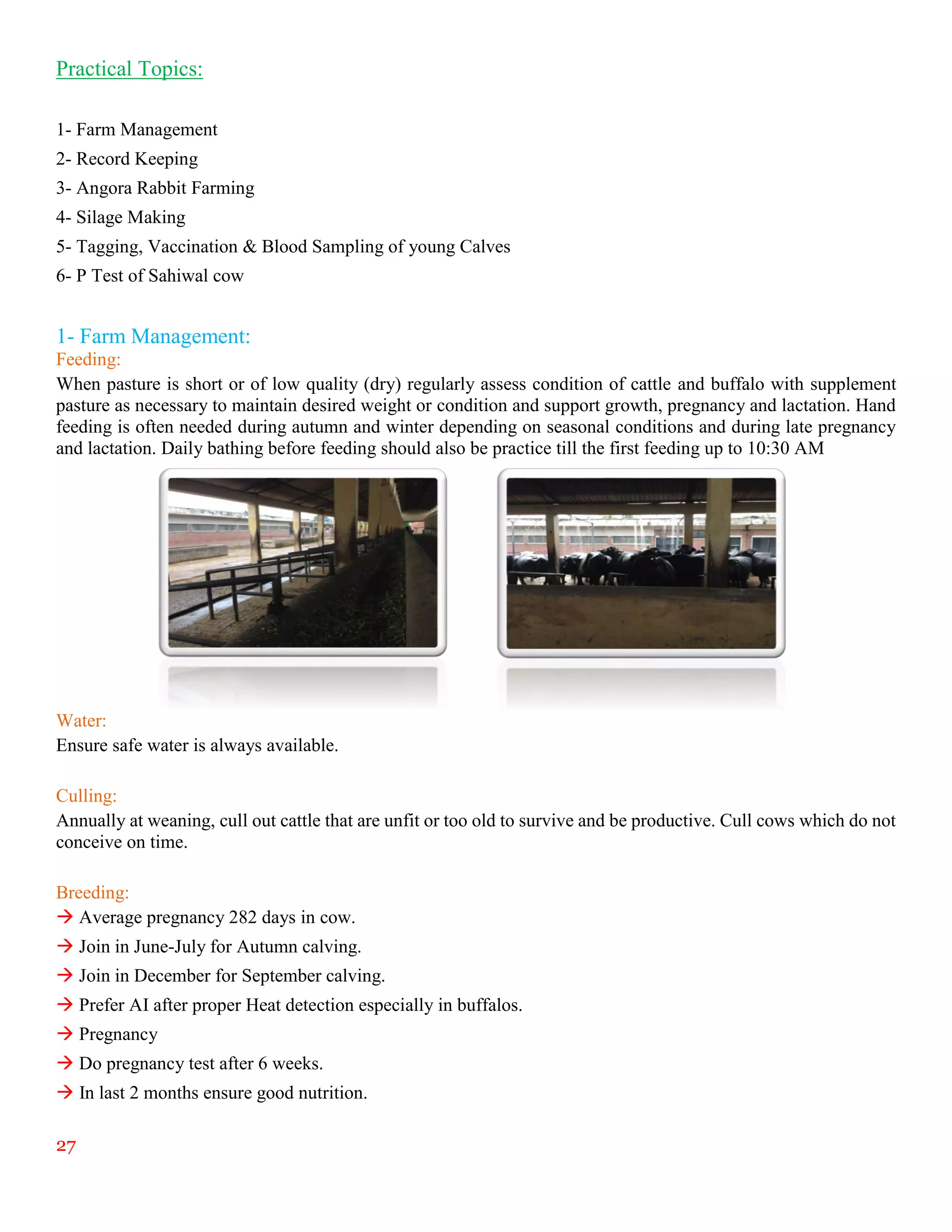 27
Practical Topics:
1- Farm Management
2- Record Keeping
3- Angora Rabbit Farming
4- Silage Making
5- Tagging, Vaccination & Blood Sampling of young Calves
6- P Test of Sahiwal cow
1- Farm Management:
Feeding:
When pasture is short or of low quality (dry) regularly assess condition of cattle and buffalo with supplement
pasture as necessary to maintain desired weight or condition and support growth, pregnancy and lactation. Hand
feeding is often needed during autumn and winter depending on seasonal conditions and during late pregnancy
and lactation. Daily bathing before feeding should also be practice till the first feeding up to 10:30 AM
Water:
Ensure safe water is always available.
Culling:
Annually at weaning, cull out cattle that are unfit or too old to survive and be productive. Cull cows which do not
conceive on time.
Breeding:
 Average pregnancy 282 days in cow.
 Join in June-July for Autumn calving.
 Join in December for September calving.
 Prefer AI after proper Heat detection especially in buffalos.
 Pregnancy
 Do pregnancy test after 6 weeks.
 In last 2 months ensure good nutrition.
 