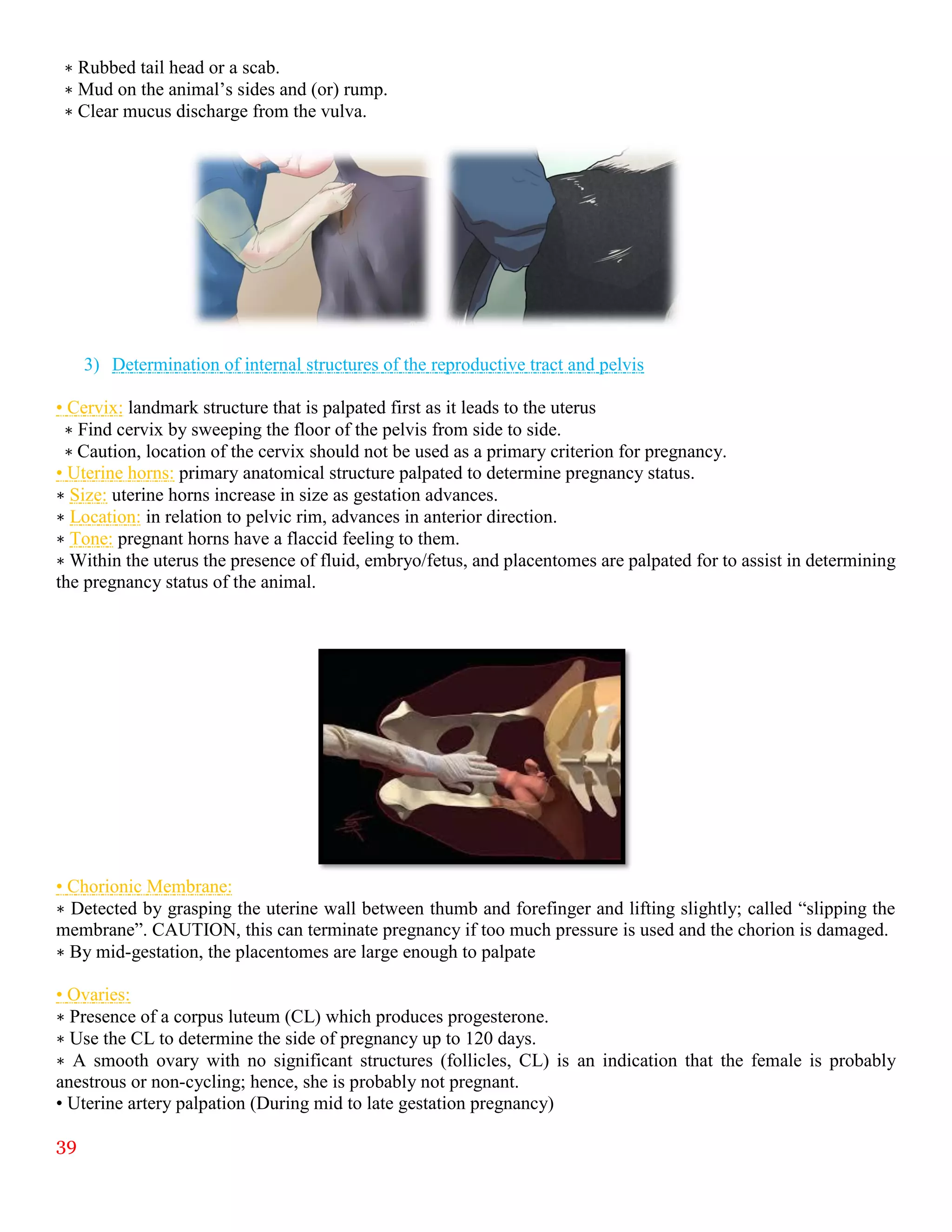 39
∗ Rubbed tail head or a scab.
∗ Mud on the animal’s sides and (or) rump.
∗ Clear mucus discharge from the vulva.
3) Determination of internal structures of the reproductive tract and pelvis
• Cervix: landmark structure that is palpated first as it leads to the uterus
∗ Find cervix by sweeping the floor of the pelvis from side to side.
∗ Caution, location of the cervix should not be used as a primary criterion for pregnancy.
• Uterine horns: primary anatomical structure palpated to determine pregnancy status.
∗ Size: uterine horns increase in size as gestation advances.
∗ Location: in relation to pelvic rim, advances in anterior direction.
∗ Tone: pregnant horns have a flaccid feeling to them.
∗ Within the uterus the presence of fluid, embryo/fetus, and placentomes are palpated for to assist in determining
the pregnancy status of the animal.
• Chorionic Membrane:
∗ Detected by grasping the uterine wall between thumb and forefinger and lifting slightly; called “slipping the
membrane”. CAUTION, this can terminate pregnancy if too much pressure is used and the chorion is damaged.
∗ By mid-gestation, the placentomes are large enough to palpate
• Ovaries:
∗ Presence of a corpus luteum (CL) which produces progesterone.
∗ Use the CL to determine the side of pregnancy up to 120 days.
∗ A smooth ovary with no significant structures (follicles, CL) is an indication that the female is probably
anestrous or non-cycling; hence, she is probably not pregnant.
• Uterine artery palpation (During mid to late gestation pregnancy)
 