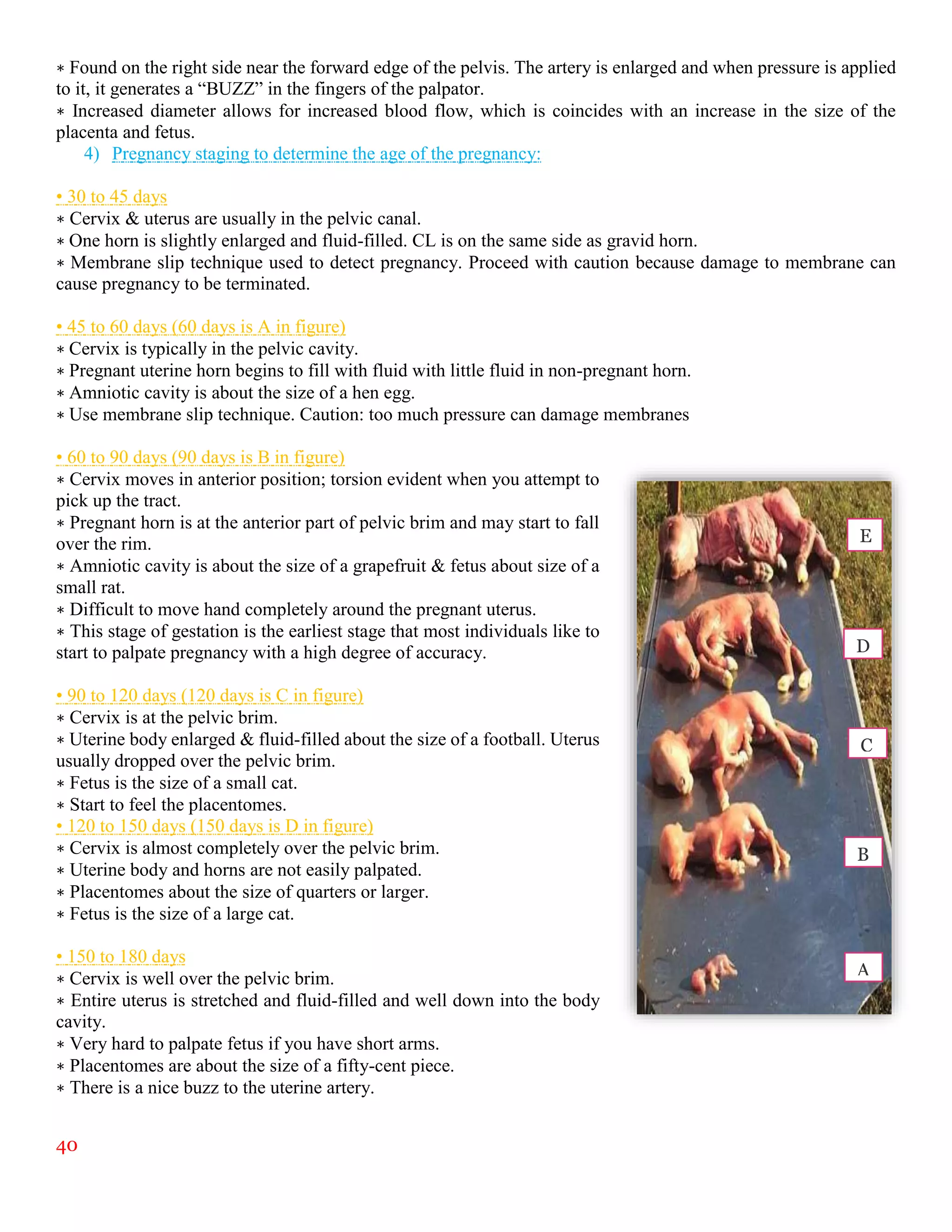 40
∗ Found on the right side near the forward edge of the pelvis. The artery is enlarged and when pressure is applied
to it, it generates a “BUZZ” in the fingers of the palpator.
∗ Increased diameter allows for increased blood flow, which is coincides with an increase in the size of the
placenta and fetus.
4) Pregnancy staging to determine the age of the pregnancy:
• 30 to 45 days
∗ Cervix & uterus are usually in the pelvic canal.
∗ One horn is slightly enlarged and fluid-filled. CL is on the same side as gravid horn.
∗ Membrane slip technique used to detect pregnancy. Proceed with caution because damage to membrane can
cause pregnancy to be terminated.
• 45 to 60 days (60 days is A in figure)
∗ Cervix is typically in the pelvic cavity.
∗ Pregnant uterine horn begins to fill with fluid with little fluid in non-pregnant horn.
∗ Amniotic cavity is about the size of a hen egg.
∗ Use membrane slip technique. Caution: too much pressure can damage membranes
• 60 to 90 days (90 days is B in figure)
∗ Cervix moves in anterior position; torsion evident when you attempt to
pick up the tract.
∗ Pregnant horn is at the anterior part of pelvic brim and may start to fall
over the rim.
∗ Amniotic cavity is about the size of a grapefruit & fetus about size of a
small rat.
∗ Difficult to move hand completely around the pregnant uterus.
∗ This stage of gestation is the earliest stage that most individuals like to
start to palpate pregnancy with a high degree of accuracy.
• 90 to 120 days (120 days is C in figure)
∗ Cervix is at the pelvic brim.
∗ Uterine body enlarged & fluid-filled about the size of a football. Uterus
usually dropped over the pelvic brim.
∗ Fetus is the size of a small cat.
∗ Start to feel the placentomes.
• 120 to 150 days (150 days is D in figure)
∗ Cervix is almost completely over the pelvic brim.
∗ Uterine body and horns are not easily palpated.
∗ Placentomes about the size of quarters or larger.
∗ Fetus is the size of a large cat.
• 150 to 180 days
∗ Cervix is well over the pelvic brim.
∗ Entire uterus is stretched and fluid-filled and well down into the body
cavity.
∗ Very hard to palpate fetus if you have short arms.
∗ Placentomes are about the size of a fifty-cent piece.
∗ There is a nice buzz to the uterine artery.
A
B
C
D
E
 