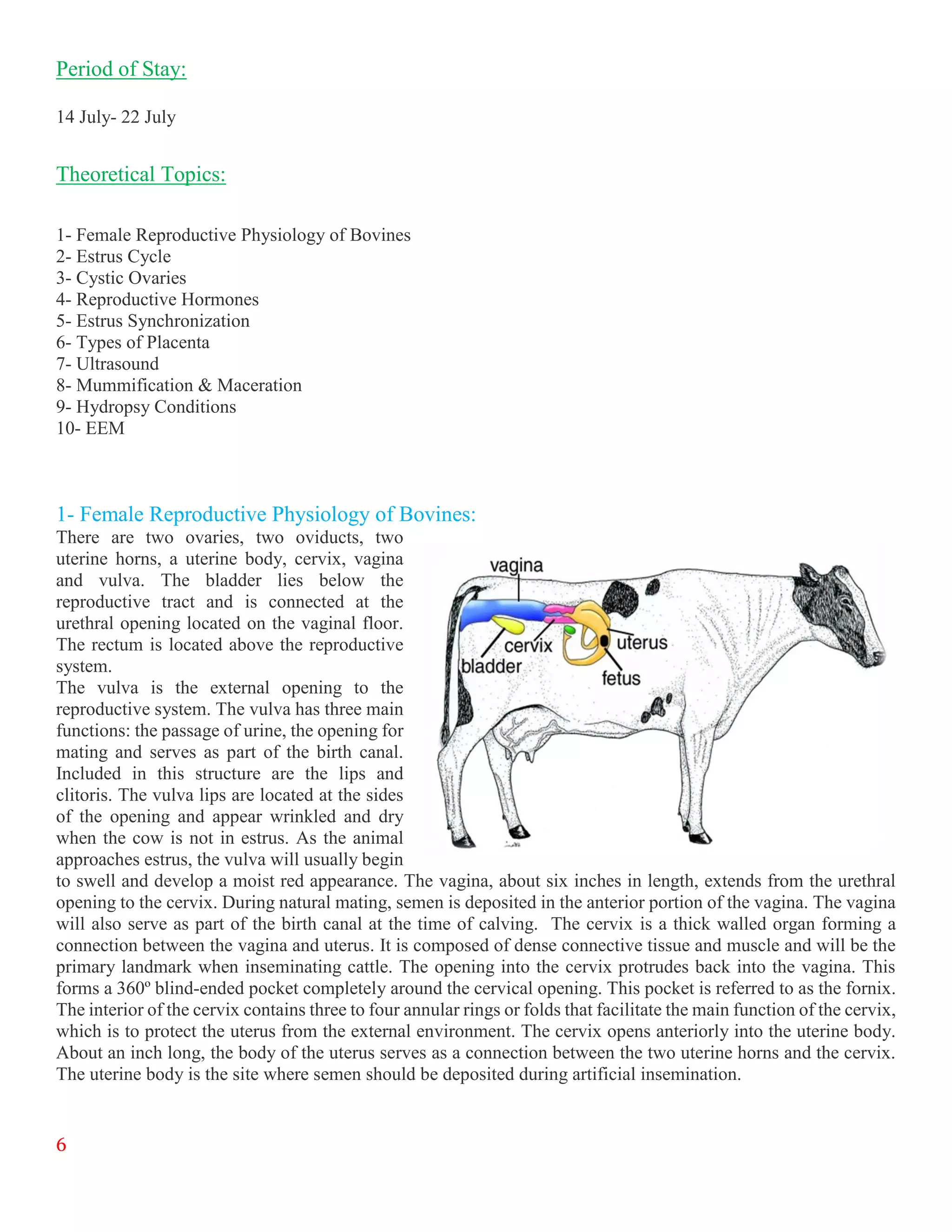 6
Period of Stay:
14 July- 22 July
Theoretical Topics:
1- Female Reproductive Physiology of Bovines
2- Estrus Cycle
3- Cystic Ovaries
4- Reproductive Hormones
5- Estrus Synchronization
6- Types of Placenta
7- Ultrasound
8- Mummification & Maceration
9- Hydropsy Conditions
10- EEM
1- Female Reproductive Physiology of Bovines:
There are two ovaries, two oviducts, two
uterine horns, a uterine body, cervix, vagina
and vulva. The bladder lies below the
reproductive tract and is connected at the
urethral opening located on the vaginal floor.
The rectum is located above the reproductive
system.
The vulva is the external opening to the
reproductive system. The vulva has three main
functions: the passage of urine, the opening for
mating and serves as part of the birth canal.
Included in this structure are the lips and
clitoris. The vulva lips are located at the sides
of the opening and appear wrinkled and dry
when the cow is not in estrus. As the animal
approaches estrus, the vulva will usually begin
to swell and develop a moist red appearance. The vagina, about six inches in length, extends from the urethral
opening to the cervix. During natural mating, semen is deposited in the anterior portion of the vagina. The vagina
will also serve as part of the birth canal at the time of calving. The cervix is a thick walled organ forming a
connection between the vagina and uterus. It is composed of dense connective tissue and muscle and will be the
primary landmark when inseminating cattle. The opening into the cervix protrudes back into the vagina. This
forms a 360º blind-ended pocket completely around the cervical opening. This pocket is referred to as the fornix.
The interior of the cervix contains three to four annular rings or folds that facilitate the main function of the cervix,
which is to protect the uterus from the external environment. The cervix opens anteriorly into the uterine body.
About an inch long, the body of the uterus serves as a connection between the two uterine horns and the cervix.
The uterine body is the site where semen should be deposited during artificial insemination.
 