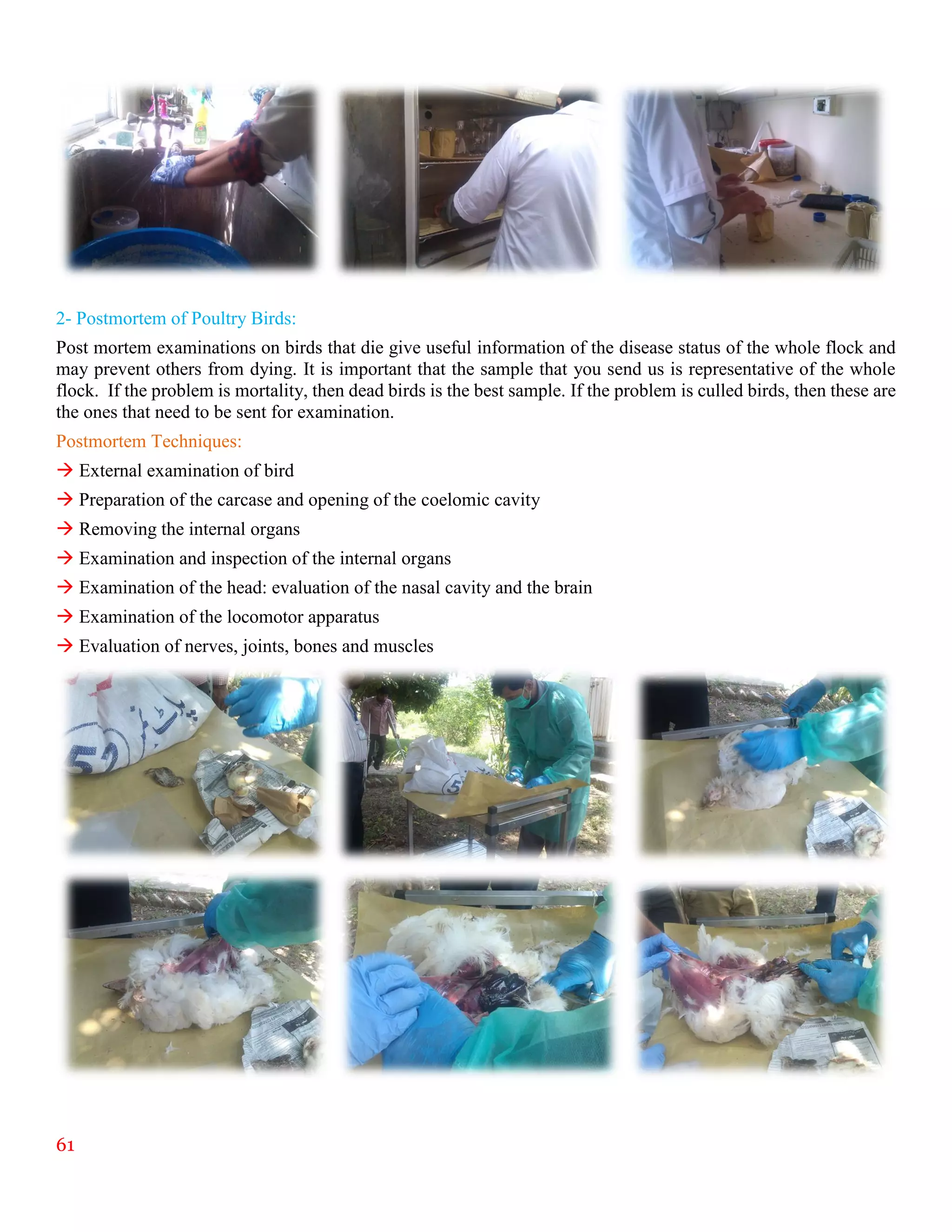 61
2- Postmortem of Poultry Birds:
Post mortem examinations on birds that die give useful information of the disease status of the whole flock and
may prevent others from dying. It is important that the sample that you send us is representative of the whole
flock. If the problem is mortality, then dead birds is the best sample. If the problem is culled birds, then these are
the ones that need to be sent for examination.
Postmortem Techniques:
 External examination of bird
 Preparation of the carcase and opening of the coelomic cavity
 Removing the internal organs
 Examination and inspection of the internal organs
 Examination of the head: evaluation of the nasal cavity and the brain
 Examination of the locomotor apparatus
 Evaluation of nerves, joints, bones and muscles
 