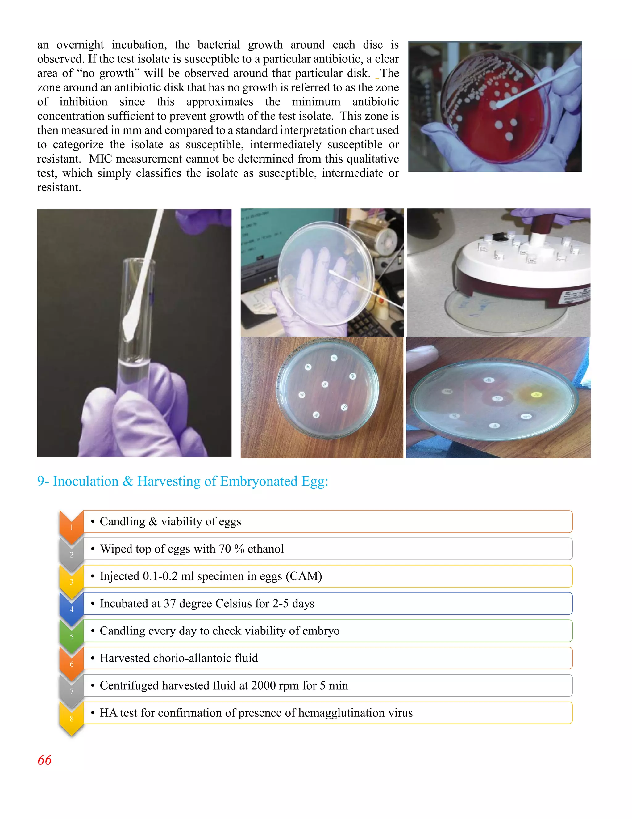 66
an overnight incubation, the bacterial growth around each disc is
observed. If the test isolate is susceptible to a particular antibiotic, a clear
area of “no growth” will be observed around that particular disk. The
zone around an antibiotic disk that has no growth is referred to as the zone
of inhibition since this approximates the minimum antibiotic
concentration sufficient to prevent growth of the test isolate. This zone is
then measured in mm and compared to a standard interpretation chart used
to categorize the isolate as susceptible, intermediately susceptible or
resistant. MIC measurement cannot be determined from this qualitative
test, which simply classifies the isolate as susceptible, intermediate or
resistant.
9- Inoculation & Harvesting of Embryonated Egg:
1
• Candling & viability of eggs
2
• Wiped top of eggs with 70 % ethanol
3
• Injected 0.1-0.2 ml specimen in eggs (CAM)
4
• Incubated at 37 degree Celsius for 2-5 days
5
• Candling every day to check viability of embryo
6
• Harvested chorio-allantoic fluid
7
• Centrifuged harvested fluid at 2000 rpm for 5 min
8
• HA test for confirmation of presence of hemagglutination virus
 
