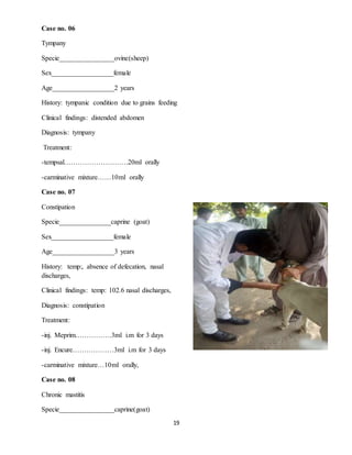 19
Case no. 06
Tympany
Specie________________ovine(sheep)
Sex__________________female
Age__________________2 years
History: tympanic condition due to grains feeding
Clinical findings: distended abdomen
Diagnosis: tympany
Treatment:
-tempsal……………………….20ml orally
-carminative mixture……10ml orally
Case no. 07
Constipation
Specie_______________caprine (goat)
Sex__________________female
Age__________________3 years
History: temp:, absence of defecation, nasal
discharges,
Clinical findings: temp: 102.6 nasal discharges,
Diagnosis: constipation
Treatment:
-inj. Meprim…………….3ml i.m for 3 days
-inj. Encure………………3ml i.m for 3 days
-carminative mixture…10ml orally,
Case no. 08
Chronic mastitis
Specie________________caprine(goat)
 