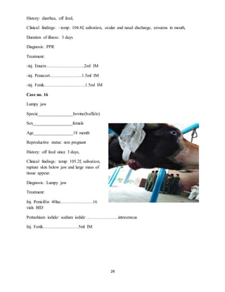 24
History: diarrhea, off feed,
Clinical findings: : temp: 104.8f, salivation, ocular and nasal discharge, erosions in mouth,
Duration of illness: 3 days
Diagnosis: PPR
Treatment:
-inj. Enucre……………………..2ml IM
-inj. Penacort………………….1.5ml IM
-inj. Fenik……………………….1.5ml IM
Case no. 16
Lumpy jaw
Specie________________bovine(buffalo)
Sex__________________female
Age__________________18 month
Reproductive status: non pregnant
History: off feed since 3 days,
Clinical findings: temp: 105.2f, salivation,
rupture skin below jaw and large mass of
tissue appear.
Diagnosis: Lumpy jaw
Treatment:
Inj. Penicillin 40lac………………….16
vials BID
Pottashium iodide/ sodium iodide …………………intravenous
Inj. Fenik……………………5ml IM
 